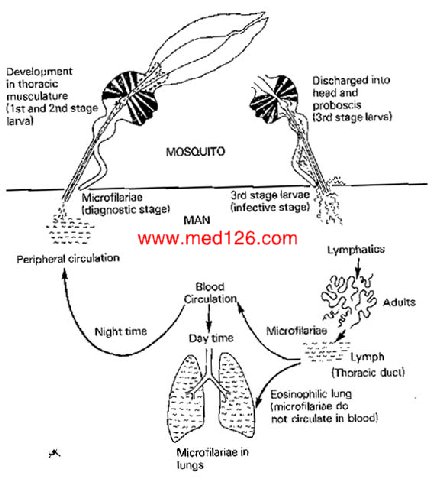 lifeCyclyoffilaria.jpg