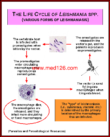 leishmania_lifecycle.gif (31260 ֹ(ji))