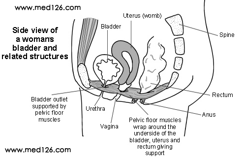 Bladder